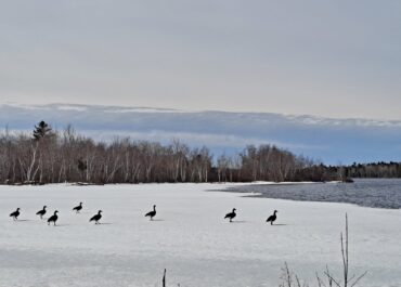 Our Canadian Geese Friends